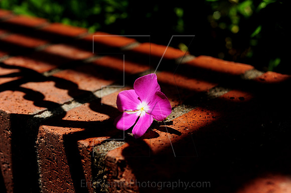 Delicate Strength
