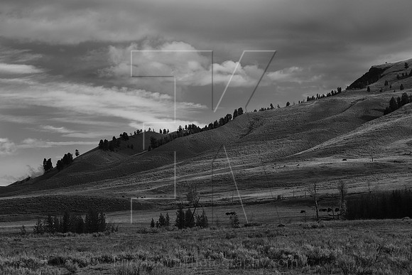 Lamar Valley