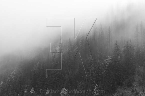 The Fog